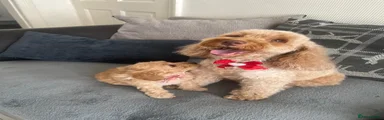 Cockapoo 4