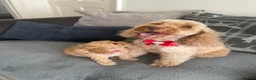 Cockapoo dogs for sale: Cockapoo puppies for Sale - Advert 12