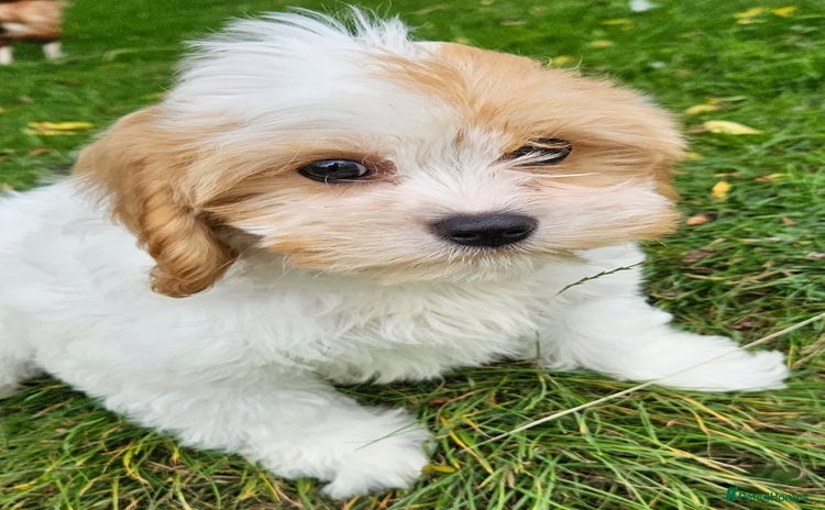 Mixed Breed dogs - Advert 5
