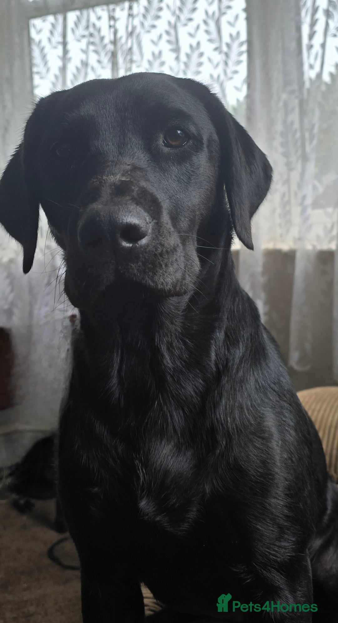 Labrador Retriever dogs for sale: Chunky cute lab pups for sale - Image 32