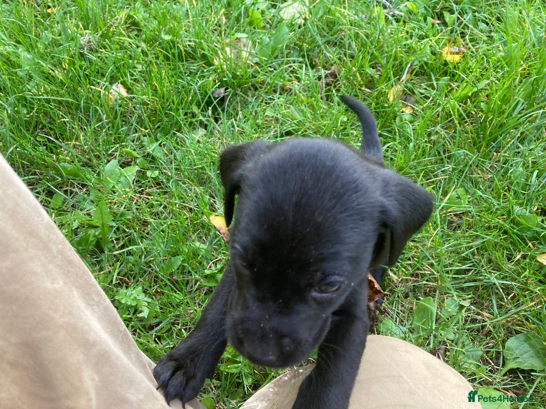 Labrador Retriever dogs for sale: Labrador Puppies from Working Parents - Image 15