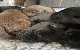 Labrador Retriever dogs for sale: KC registered Labrador pups ready October  - Image 13