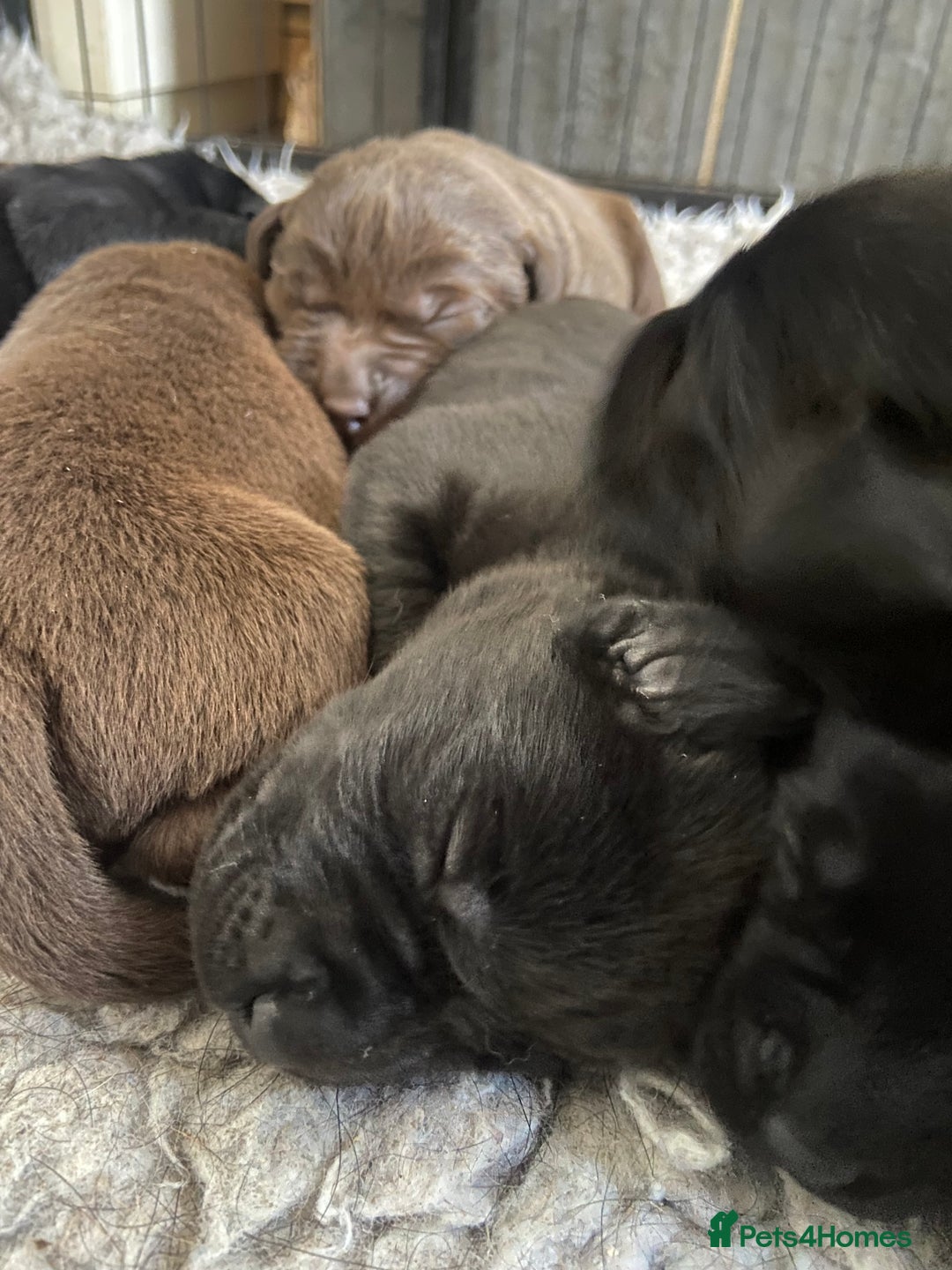 Labrador Retriever dogs for sale: KC registered Labrador pups ready October  - Image 13