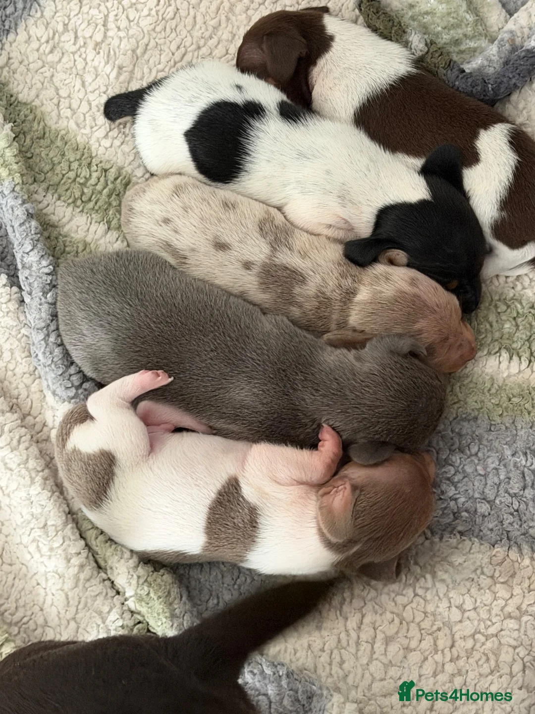 Miniature Dachshund dogs for sale: Miniature dachshunds - Advert 1