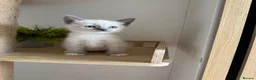 Tonkinese cats for sale: Beautiful&Very Affectionate Tonkinese×ragdoll 🩷  - Advert 7