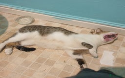 British Shorthair cats for sale: RESERVED  - Image 3