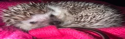 Pygmy Hedgehog rodents for sale: Hettie the Hedgehog - Advert 9