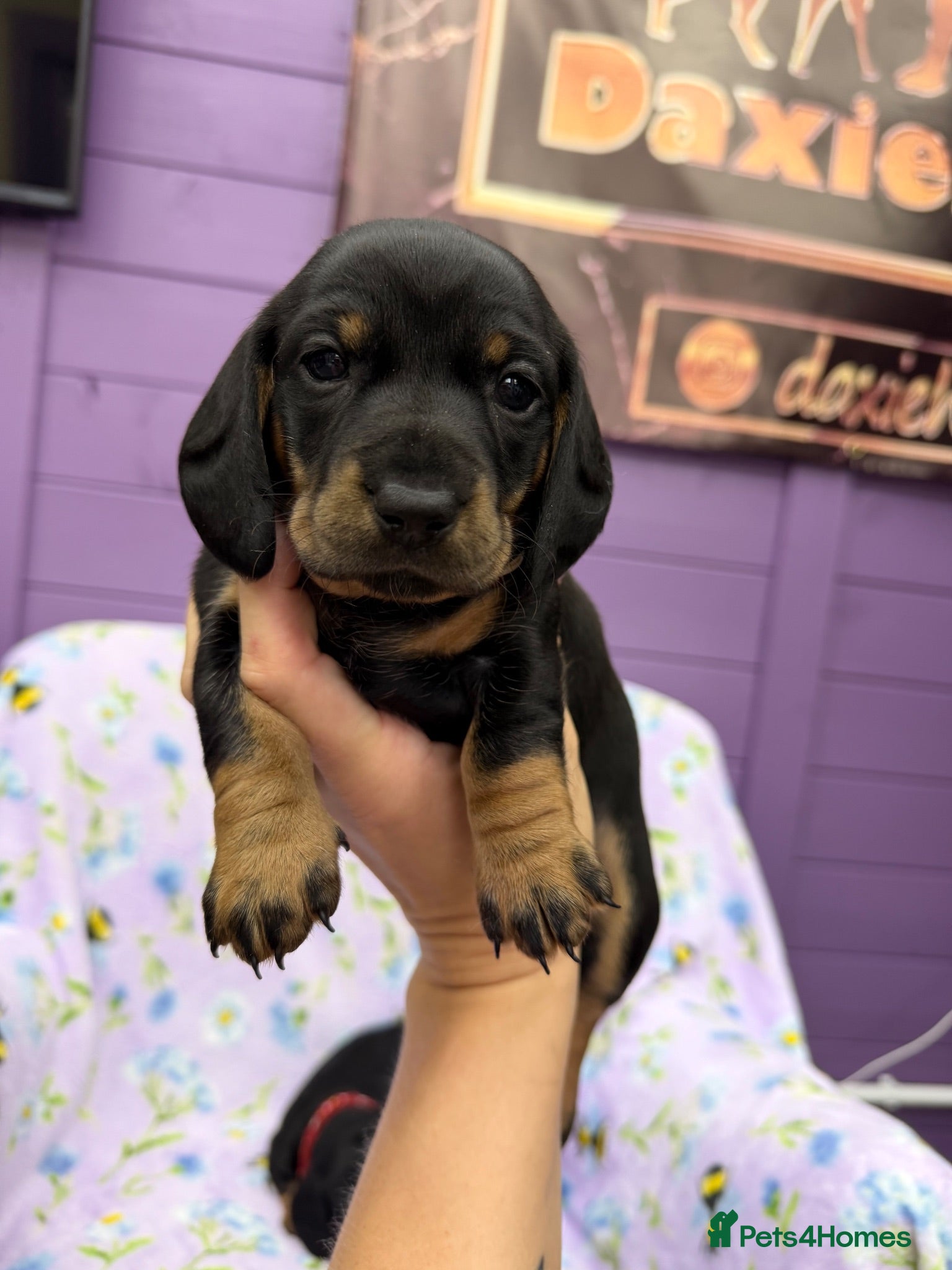 Dachshund dogs 2 adorable standard dachshund girls available  - Advert 2