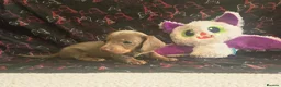 Dachshund dogs for sale: Last little legend extra mini Dachshund boy puppy - Advert 14