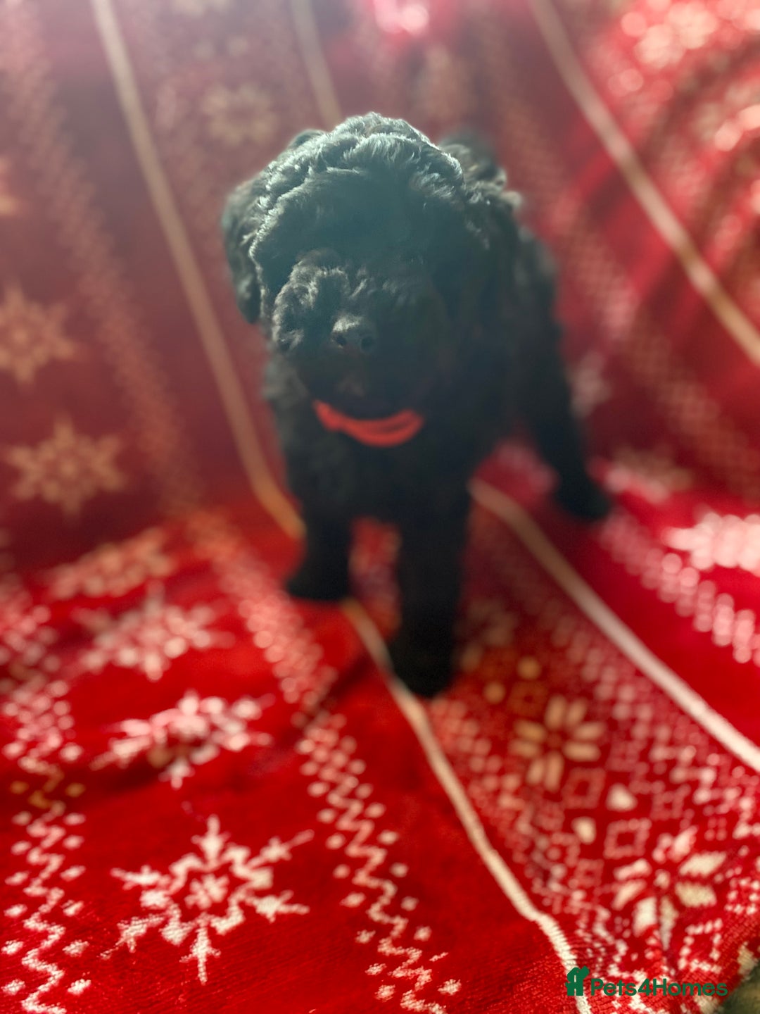 Toy Poodle dogs for sale: Reduced Remaining Toy poodle kc registered  - Advert 12
