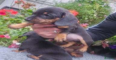 Miniature Dachshund dogs - Advert 14