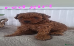 Labradoodle dogs for sale: ✨️Miniture Labradoodles✨️ - Image 4