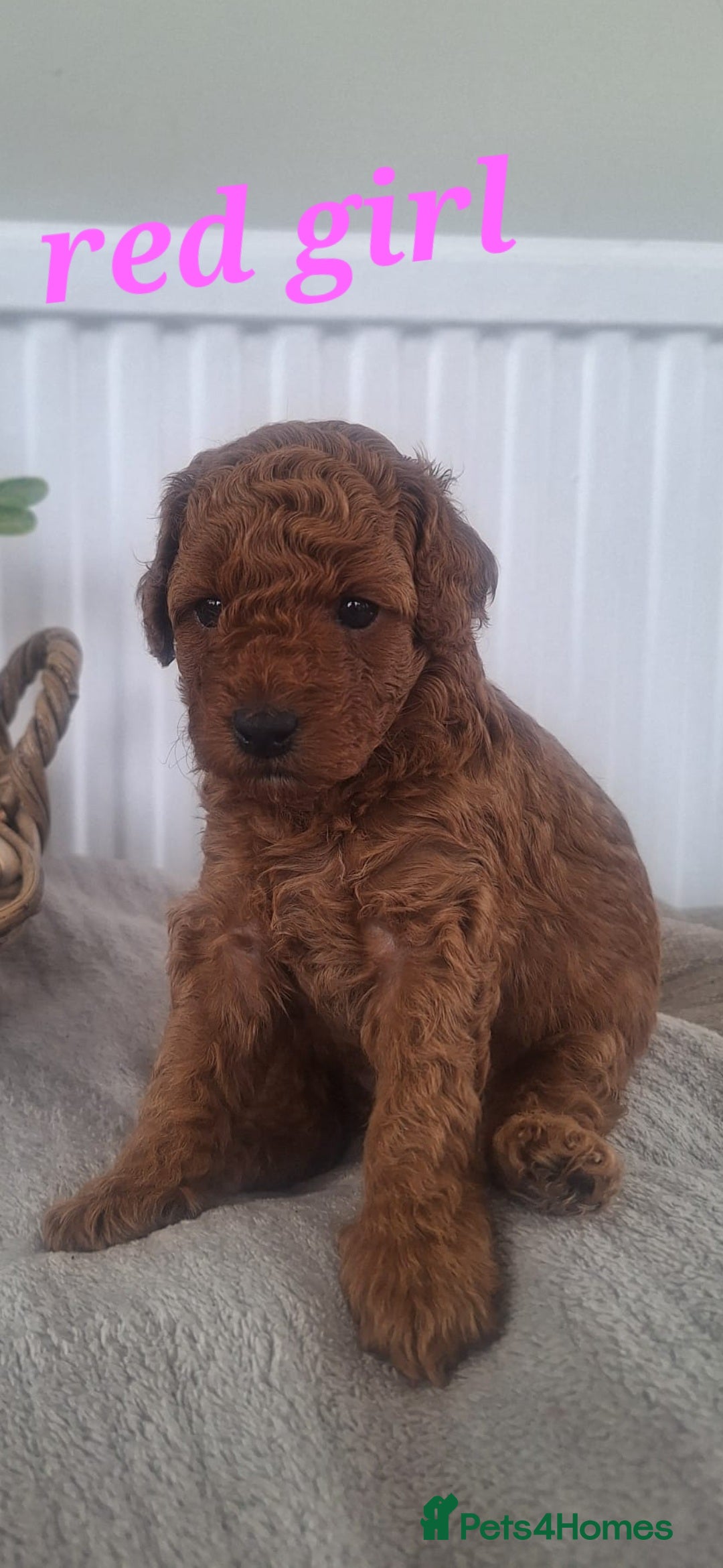 Labradoodle dogs for sale: ✨️Miniture Labradoodles✨️ - Image 4