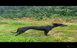 Lurcher dogs for sale: Gorgeous Lurcher pup!  - Image 9