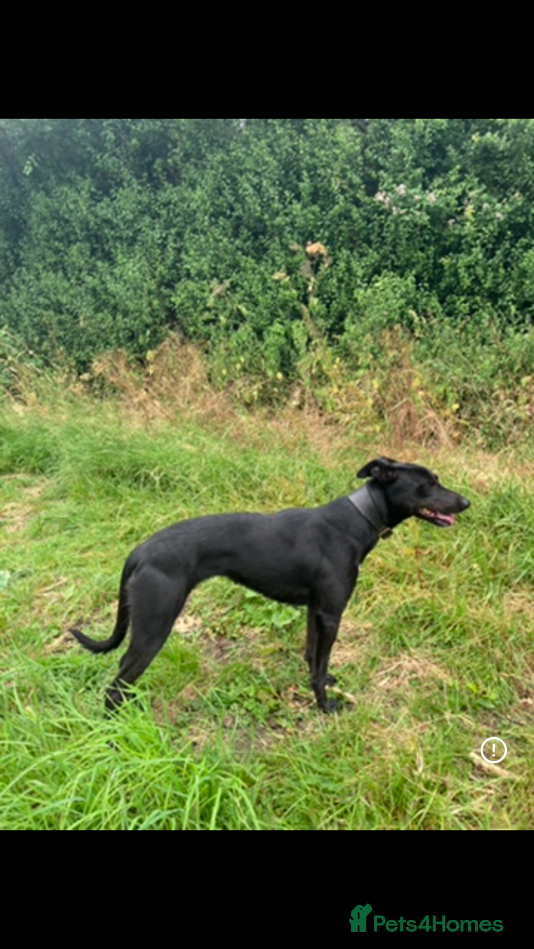 Lurcher dogs for sale: Gorgeous Lurcher pup!  - Image 9