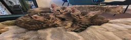 Bengal cats for sale: Beautiful Silver Bengal Kittens Ready soon in Southampton - Advert 9