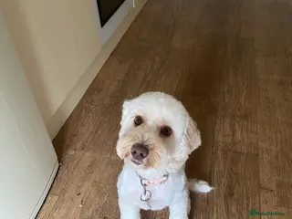 Cockapoo dogs Beautiful girl looking for her forever home - Advert 1