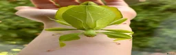 Mixed Breed invertebrates for sale: Leaf insect eggs  - Advert 2