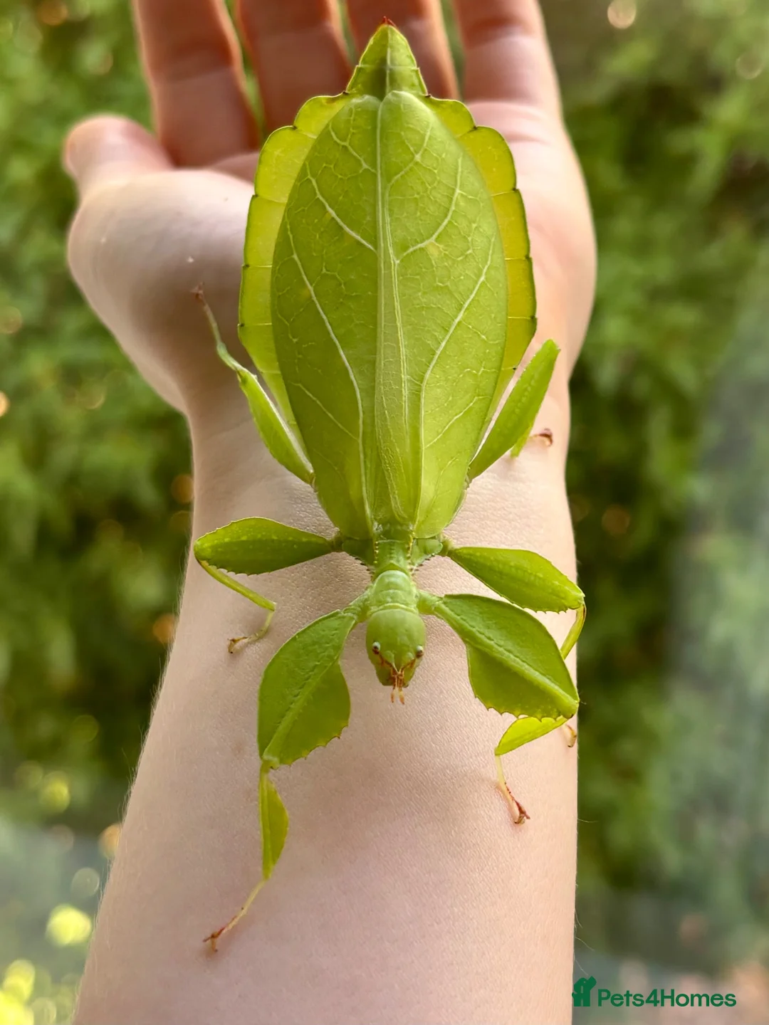 Mixed Breed invertebrates for sale: Leaf insect eggs  - Advert 2