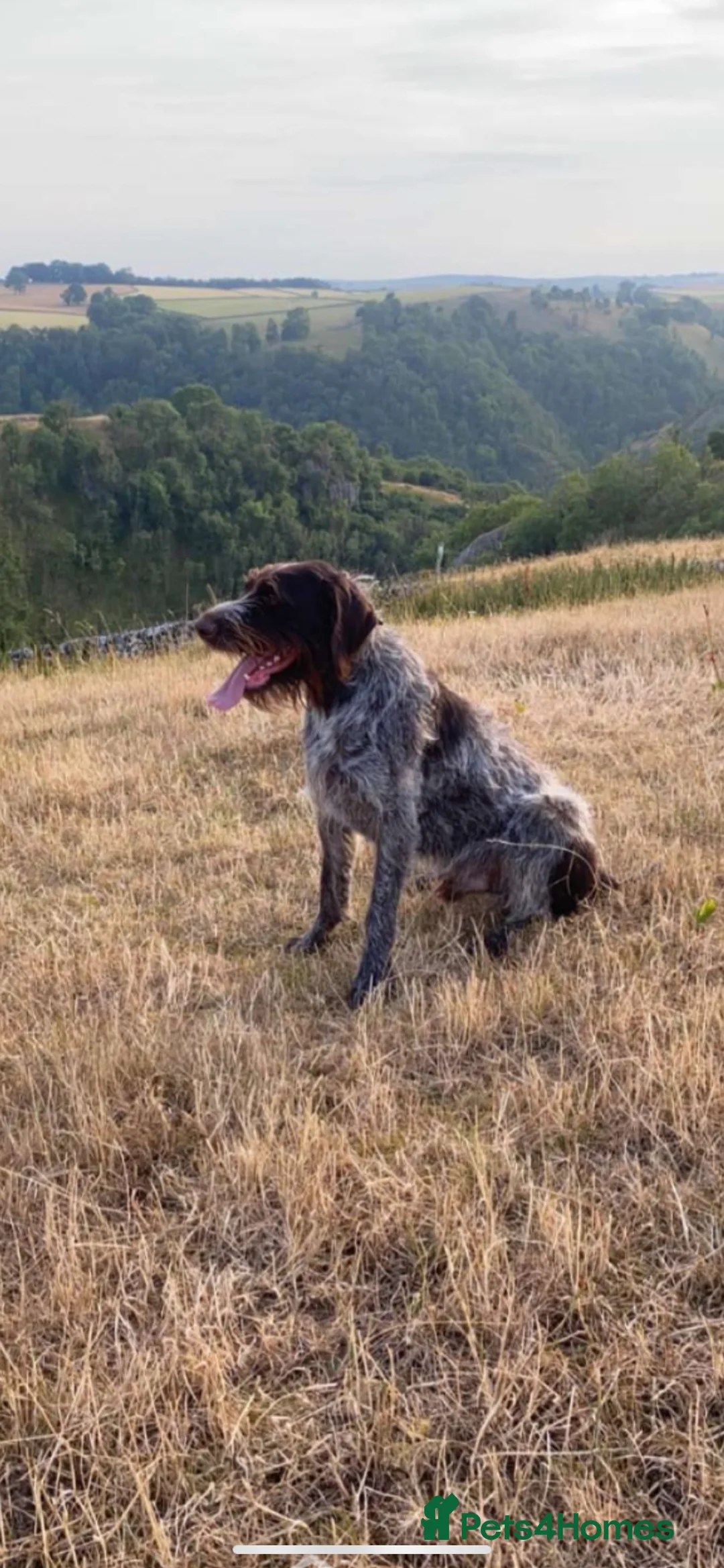 German Wirehaired Pointer dogs for sale: Lovely litter of GWP pups  - Advert 15