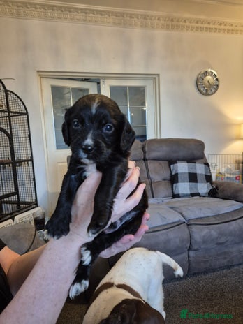 Sprocker dogs - Advert 35