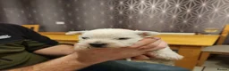 West Highland Terrier dogs for sale: Westie puppies one girl left  - Advert 21