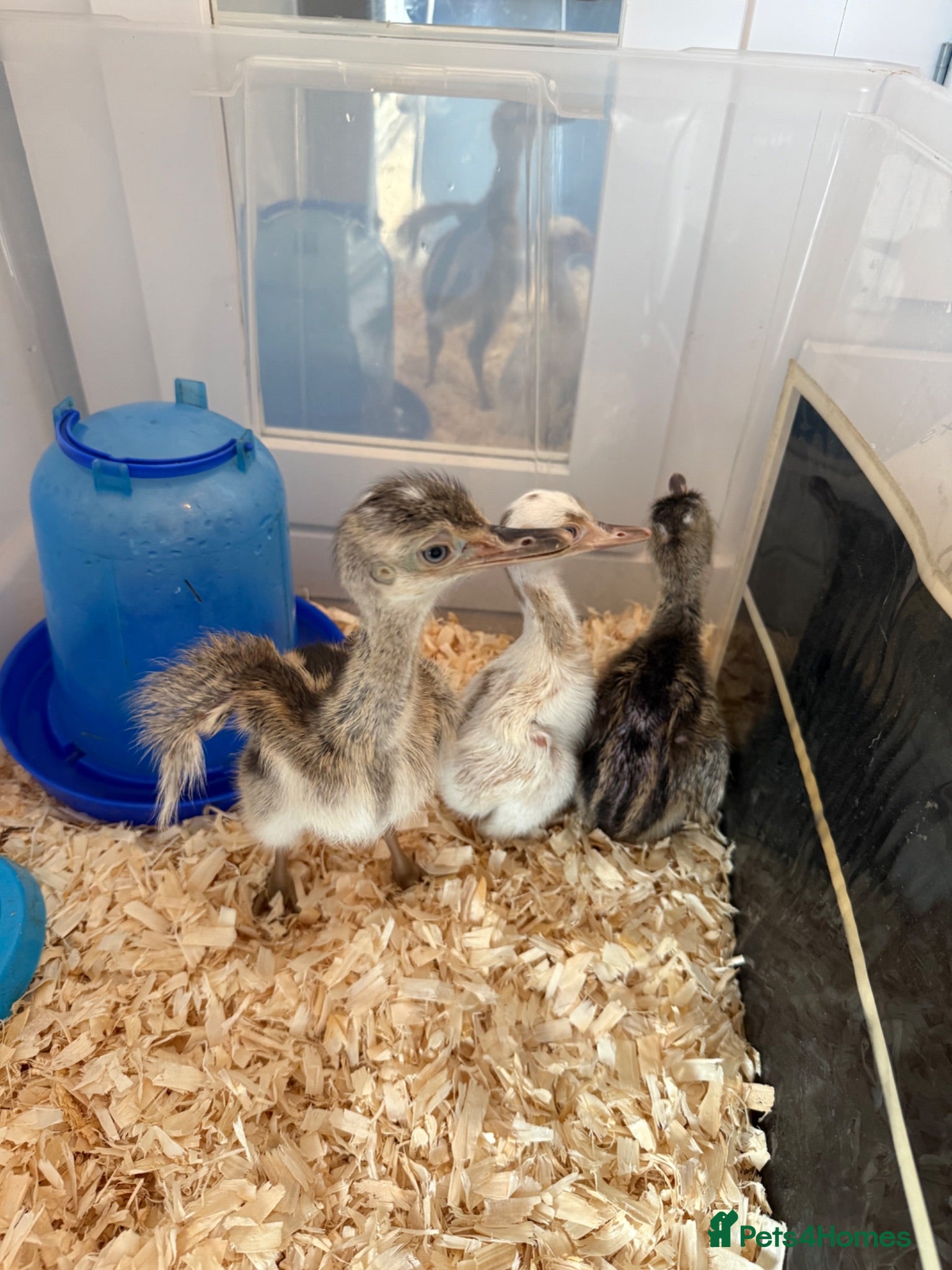 Emus poultry White & Grey Rhea Bird Chicks - Advert 3