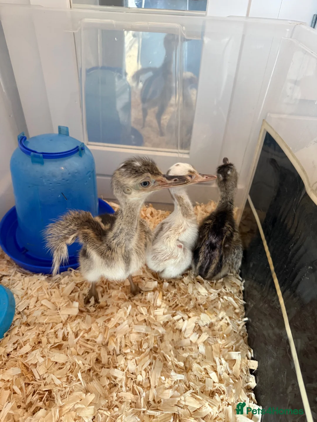 Emus poultry for sale: White & Grey Rhea Bird Chicks - Advert 1