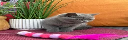 British Shorthair cats for sale: British Shorthairs**READY NOW** - Advert 20