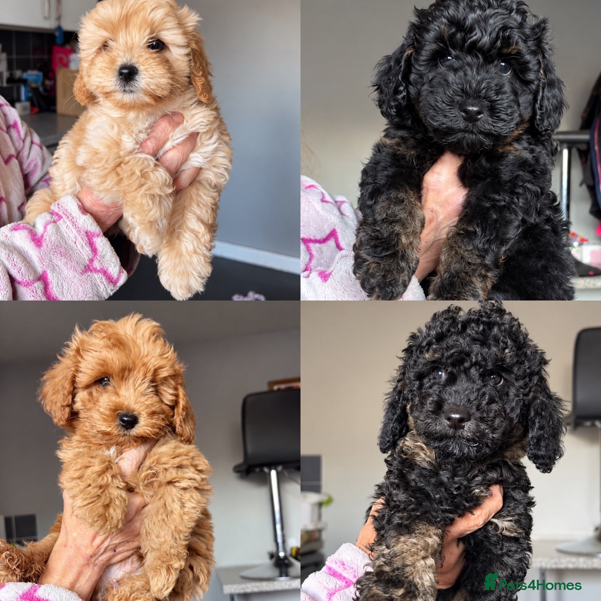 Cockapoo dogs for sale: Cockapoo puppies  for sale - Advert 12