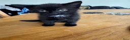 Mixed Breed cats for sale: Kittens  in Frinton-on-Sea - Advert 9