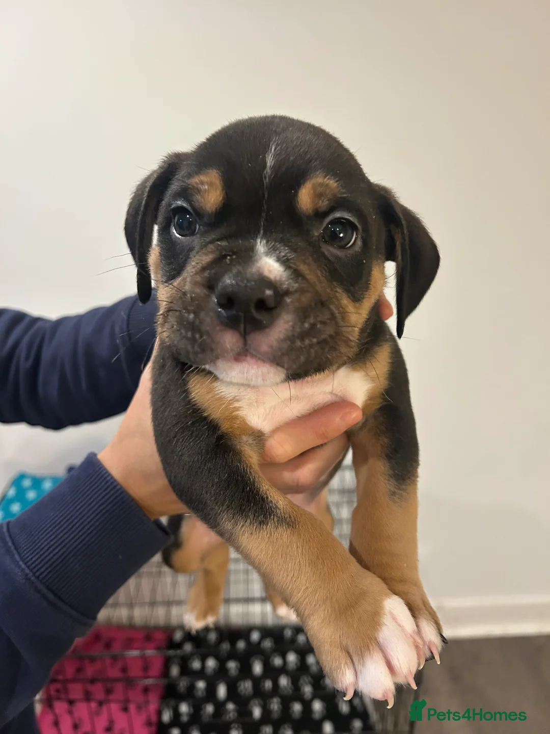 American Bully dogs for sale: BEAUTIFUL pocket bullies  - Advert 6