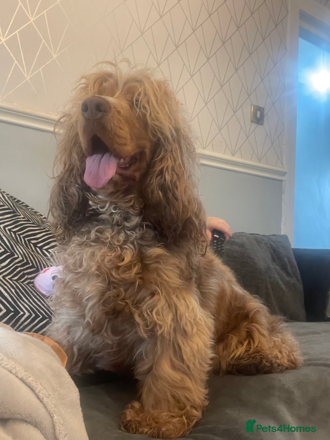 Cocker Spaniel dogs for sale: Show type cocker spaniels  - Image 30