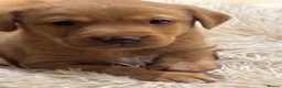 Labrador Retriever dogs for sale: Fox Red Labrador pups - Advert 9