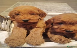 Cockapoo dogs for sale: Cockapoo puppies f1 show) ❤️ fox Red. !!!!!!. - Image 18