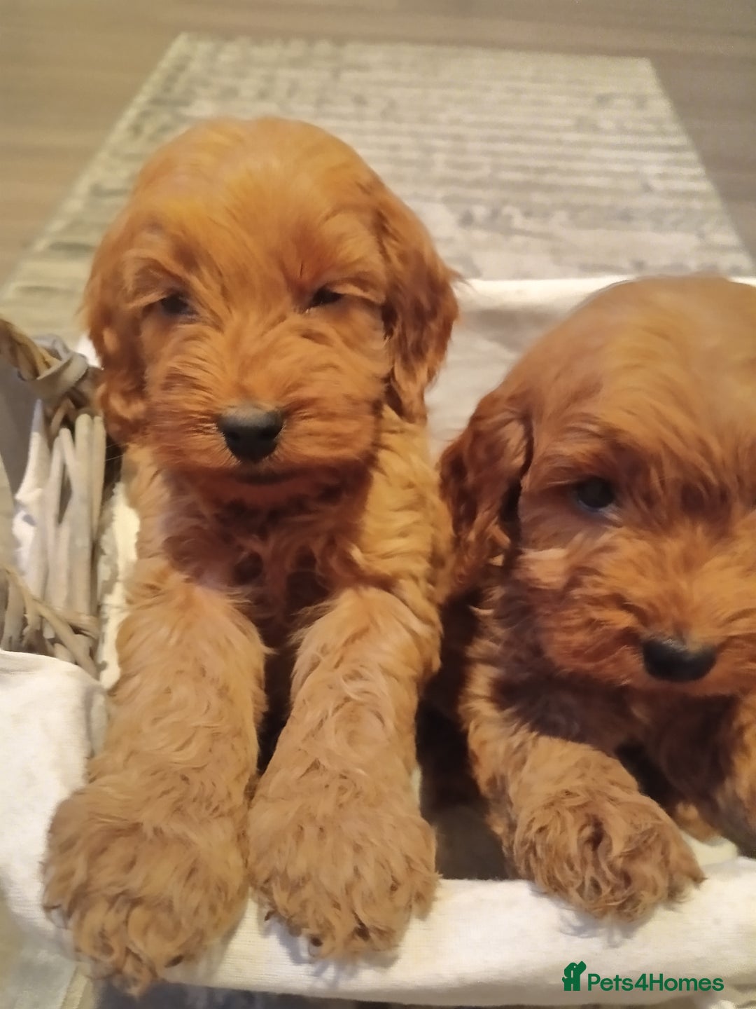 Cockapoo dogs for sale: Cockapoo puppies f1 show) ❤️ fox Red. !!!!!!. - Image 18
