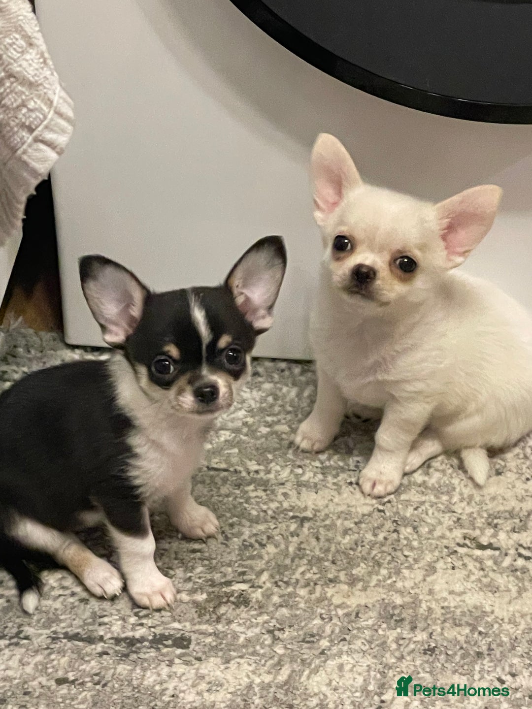 Chihuahua dogs for sale: Beautiful Longhaired Chihuahua Puppies  - Advert 2