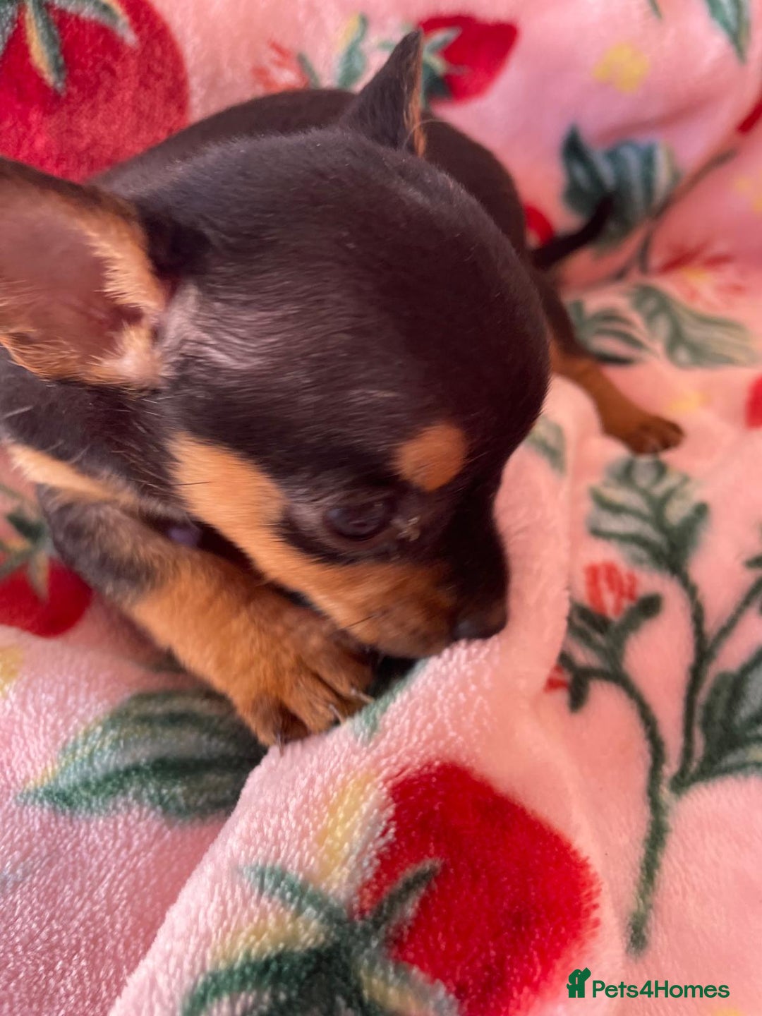 Chihuahua dogs for sale: Adorable Chihuahuas £650-£700 “Boys & Girls’ - Image 11