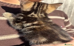 Mixed Breed cats for sale: 5 Gorgeous kittens available now - Image 35