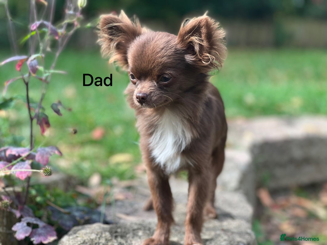 Chihuahua dogs for sale: Beautiful long haired Lilac Chihuahua puppies - Advert 13