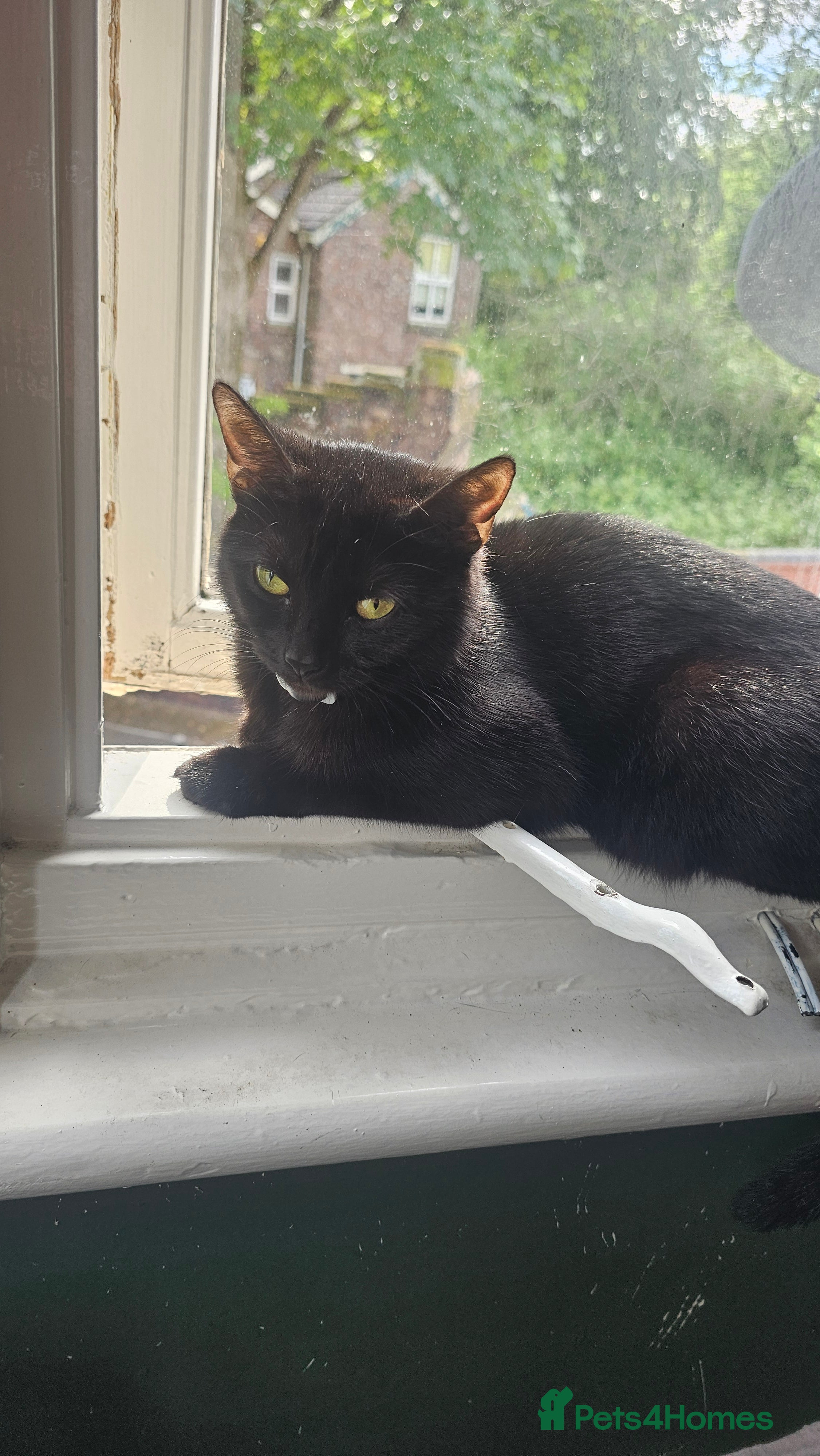 Mixed Breed cats Kitten for sale  - Advert 2