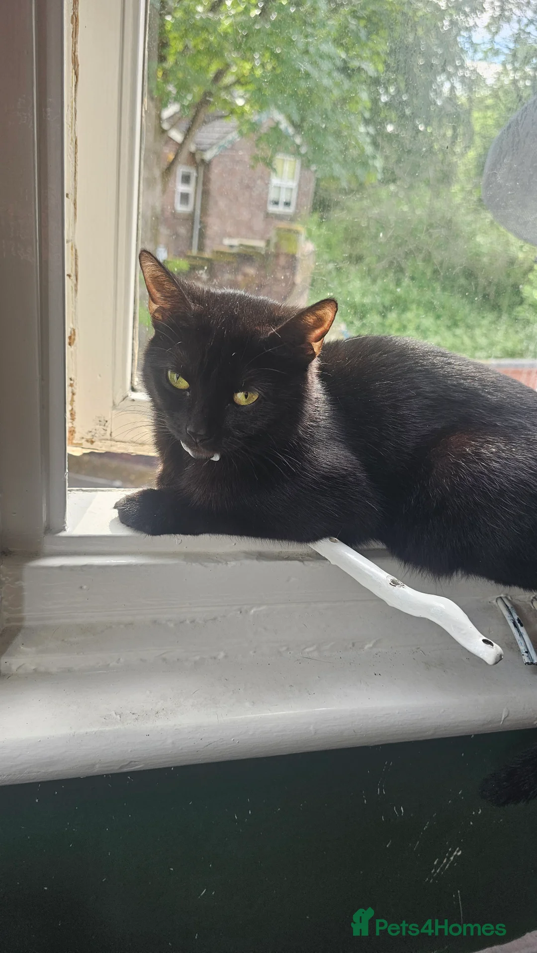 Mixed Breed cats for sale: Kitten for sale  - Advert 2