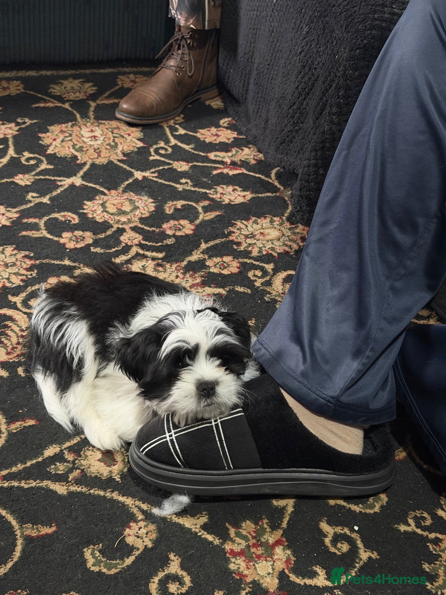 Lhasa Apso dogs for sale: Need a forever home - Advert 2