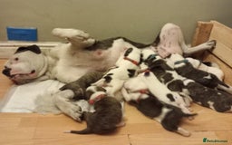 American Bulldog dogs for sale: American bulldog puppies  - Image 6