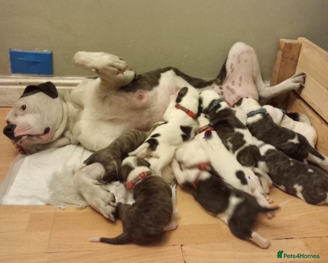American Bulldog dogs for sale: American bulldog puppies  - Image 6