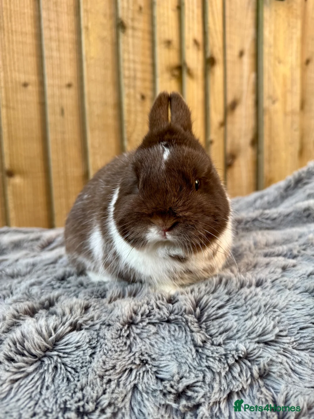 Netherland Dwarf rabbits for sale: Netherland Dwarfs for sale  - Advert 1