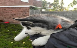 Siberian Husky dogs for sale: Siberian husky puppies available - Image 13
