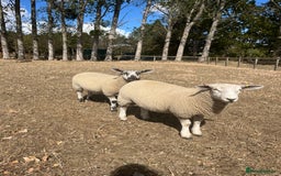Sheep livestock for sale: 5x lambs for sale - Image 2