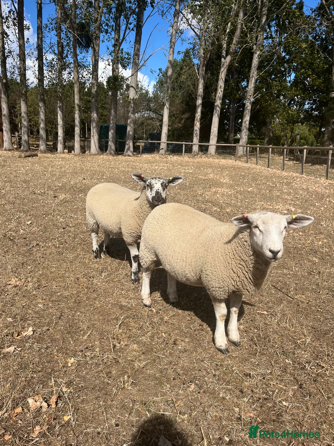 Sheep livestock for sale: 5x lambs for sale - Image 2