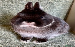 Netherland Dwarf rabbits for sale: Netherland dwarf bucks - Advert 3
